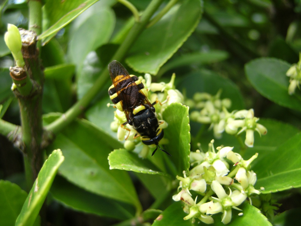 Stratiomys potamida